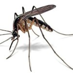Se identificaron más de 20 productos terapéuticos capaces de bloquear la infección por Zika.