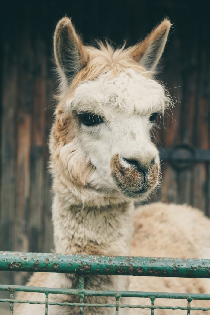 Guia Llamas