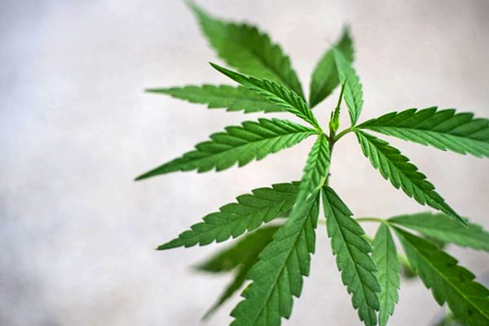 guia cannabis