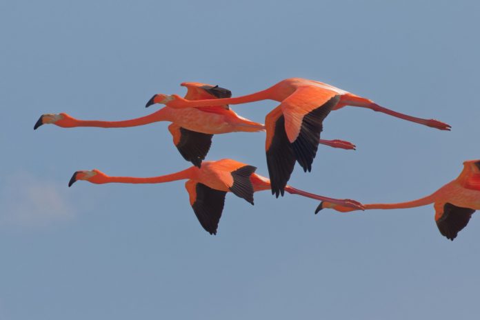 El icónico flamenco rosa de Florida regresa a casa