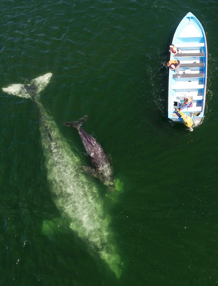 La ballena gris vuelve a deleitar a miles de turistas en MÈxico