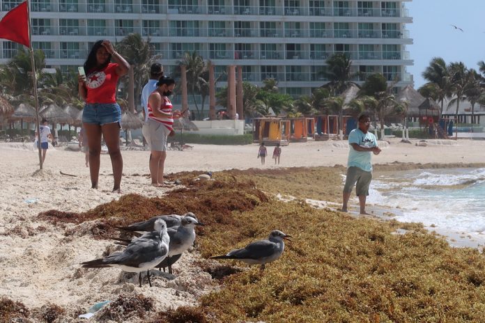 ONG alerta sobre aumento de sargazo en próximos días en el Caribe mexicano