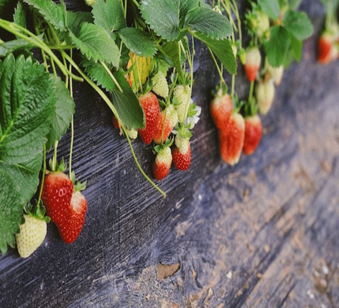 EU fresas jpg