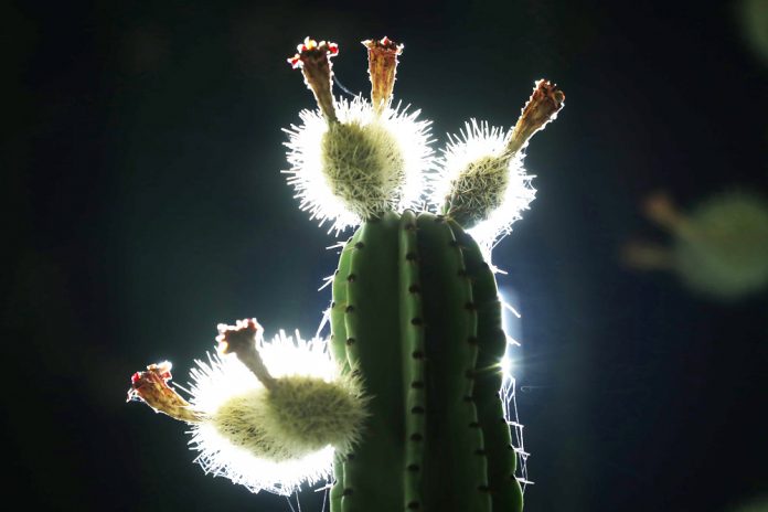 La pitaya, el fruto exÛtico que crece en MÈxico al calor de la primavera