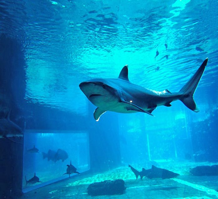 mun tiburones jpg
