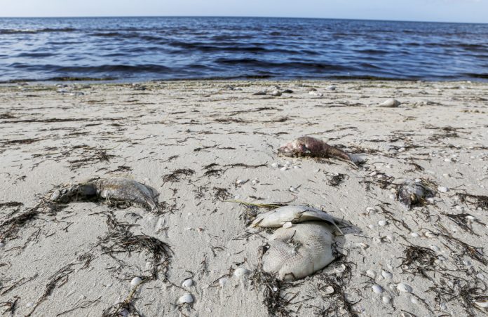 La marea roja hunde la economÌa de los pescadores del sureste mexicano