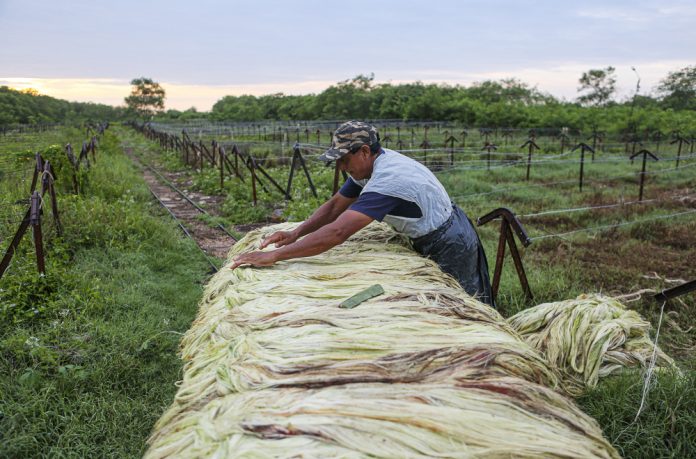 CientÌficos mexicanos salvan el ìoro verdeî de Yucat·n con un agave mejorado