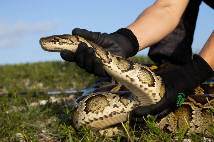 Matan más de 230 pitones en Florida en un concurso contra la especie invasora