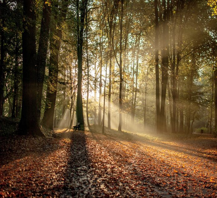 mun bosques