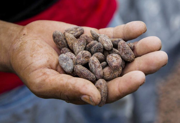 FAO subraya valor de las semillas para seguridad alimentaria de Latinoamérica