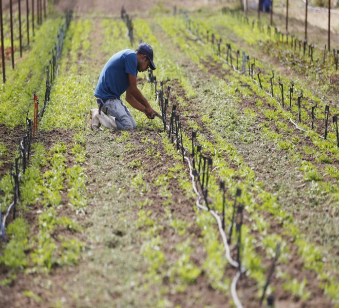 La agricultura regenerativa reducirá el 24 % de emisiones de gases de efecto invernadero