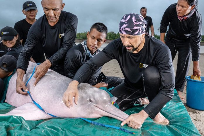 Fernando Trujillo, el "explorador del año" que protege los delfines rosados del Amazonas