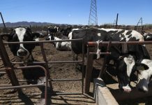 Texas pide abrir la frontera a ganado mexicano “lo antes posible”